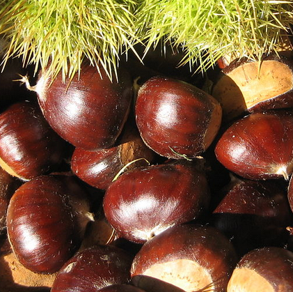 Sagra Del Marrone E Dei Frutti Del Sottobosco Palazzuolo Sul Senio